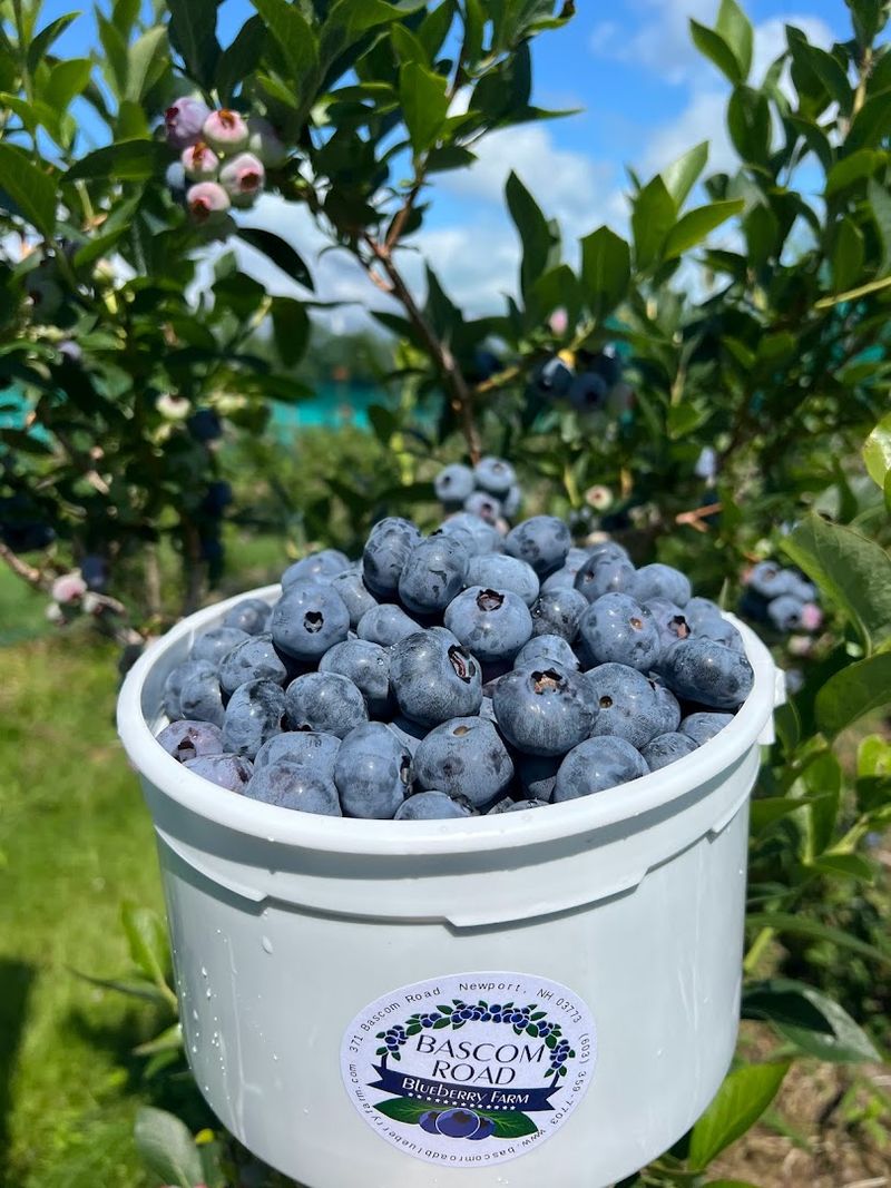 Why Bascom Road Blueberry Farm Belongs On Your Summer List