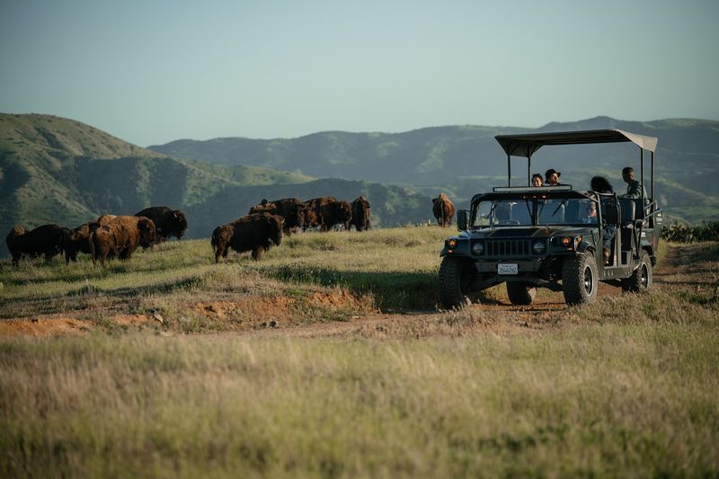 Why Bison On An Island Is Stranger Than It Sounds Why Bison On An Island Is Stranger Than It Sounds