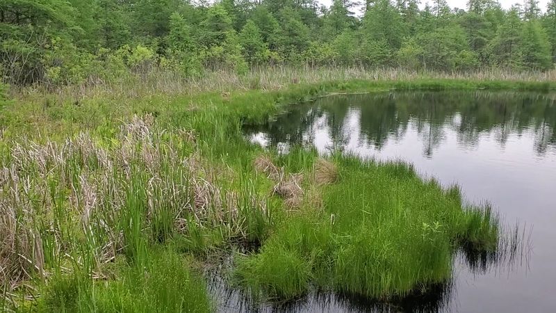 Why Carnivorous Plants Thrive in Poor Soil