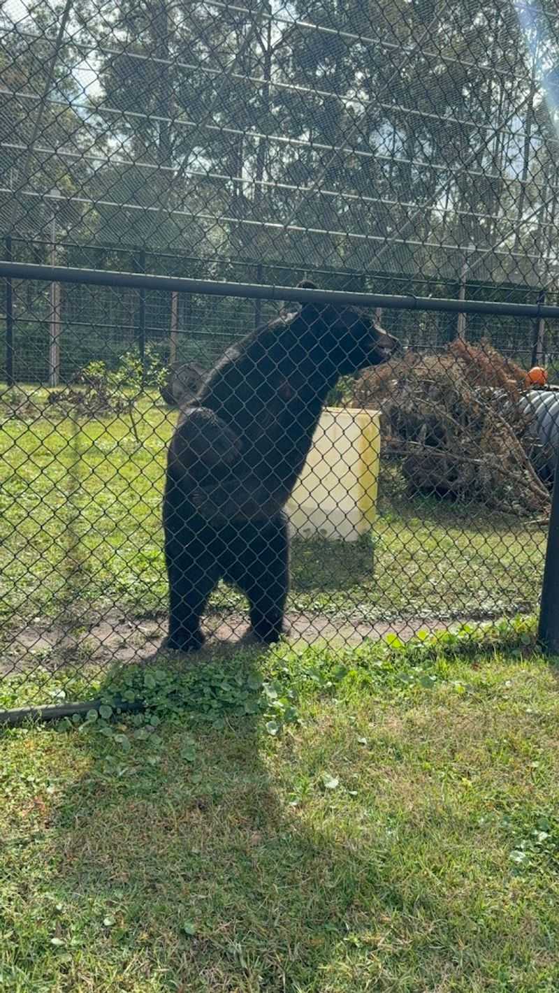 Why Catty Shack Ranch Stands Apart From Any Zoo