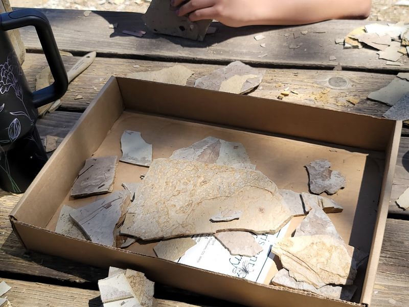 Why Fossil Hunters Keep Coming Back To This Quarry