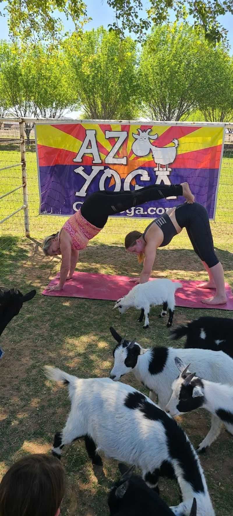 Why Goat Yoga Belongs On Your Arizona Summer List