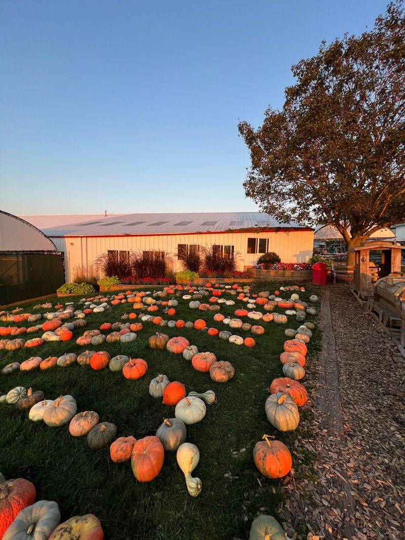 Illinois Grows the Nation's Pumpkin Supply