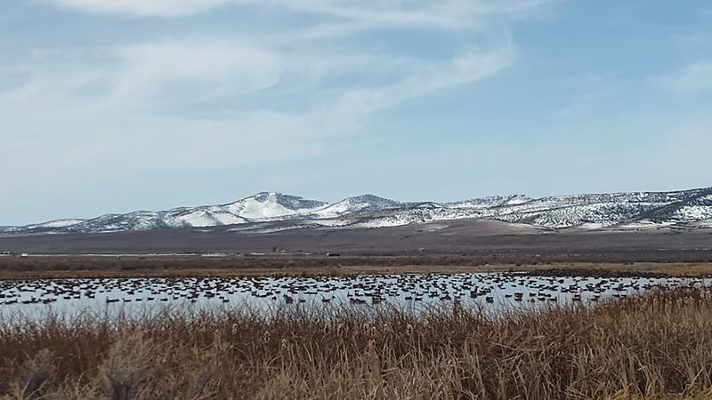 Why It Belongs On Every Birder's Radar