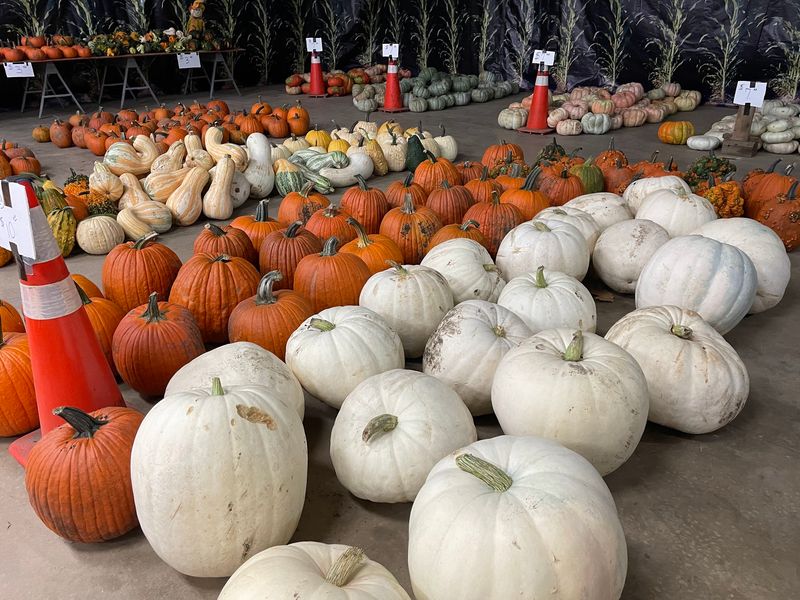 Why It Earns A Spot On Your Fall List