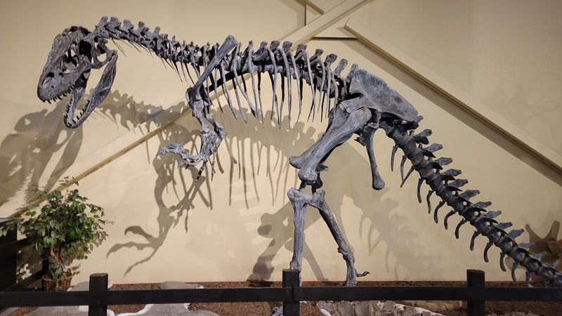 Real Fossils That Actually Came From Here