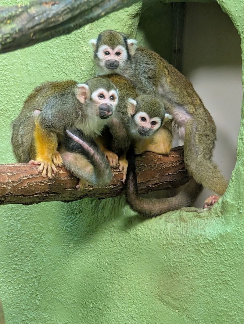 The Conservation Story Behind the Lemur Habitat