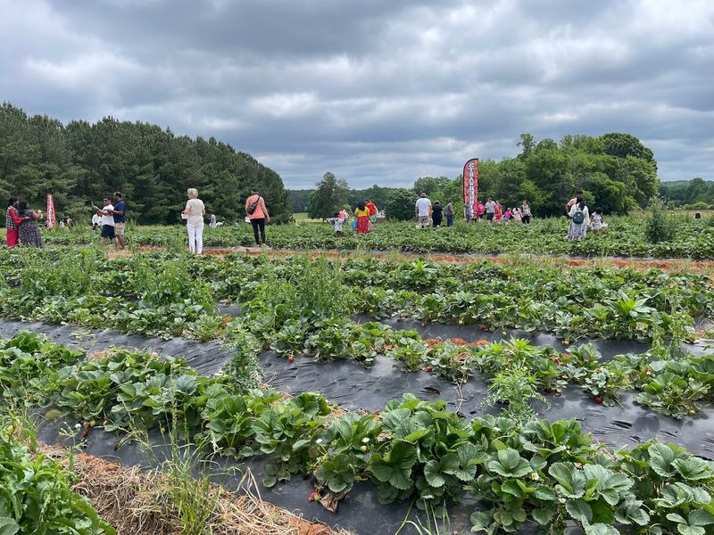 How To Pick The Perfect Strawberry Every Single Time