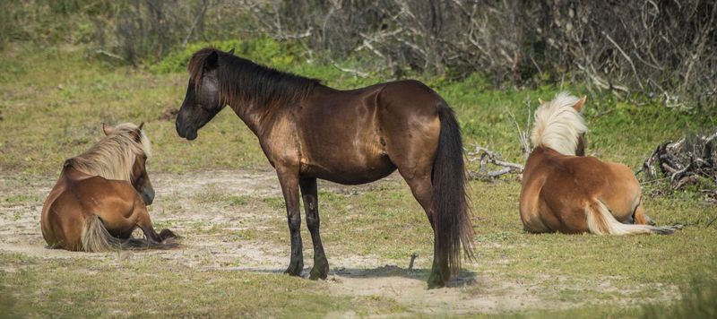 Why Shackleford Banks Stays With You Long After You Leave