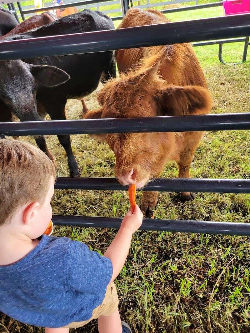 Why Spring at Amber Brooke Farms Feels Like a Florida Ritual