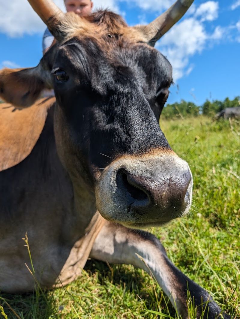 Why Supporting This Sanctuary Matters Why Supporting This Sanctuary Matters