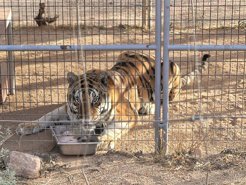 Why The 3:30 Feeding Tour Is Worth Planning Your Day Around