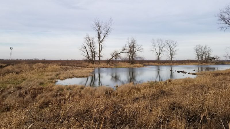 Why The Cranes Choose This Marsh