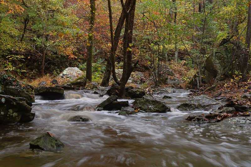 Why The Dark Woods Are Worth The Trip Why The Dark Woods Are Worth The Trip