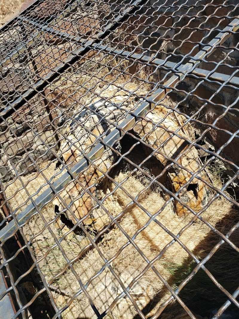 The Trees of Stone Interpretive Trail Experience