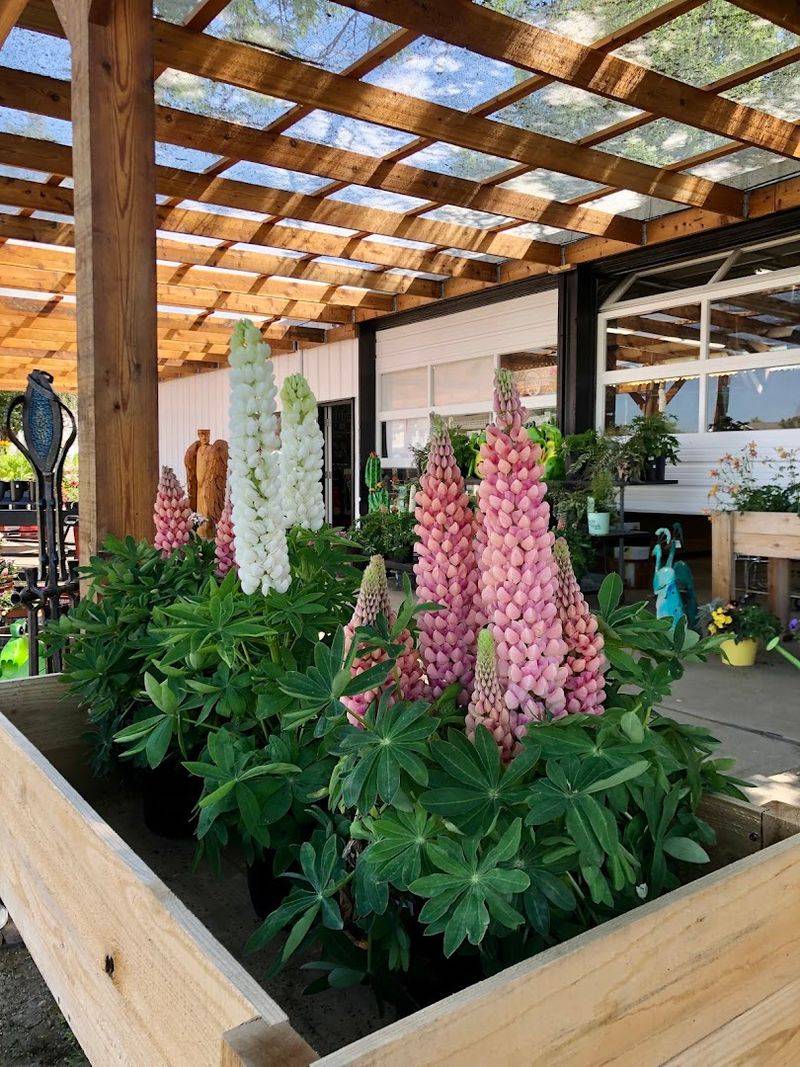 Why This Arvada Market Has Earned Its Loyal Following