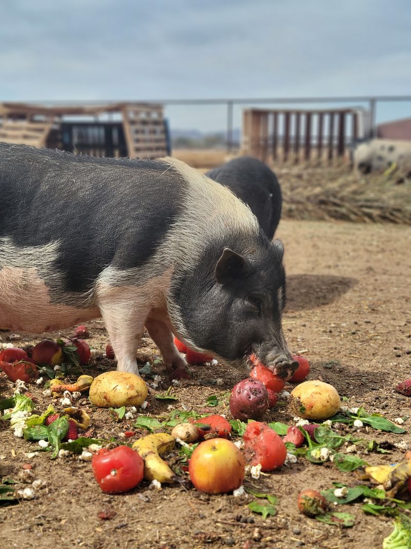 Why This Barnyard Deserves A Spot On Your List