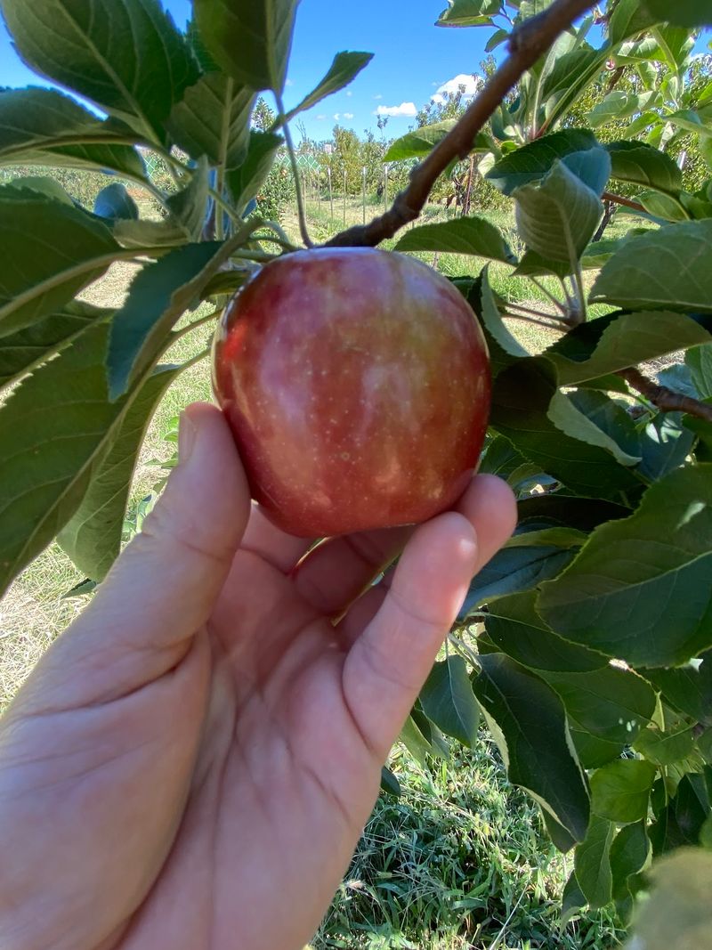 Why This Desert Harvest Stays With You