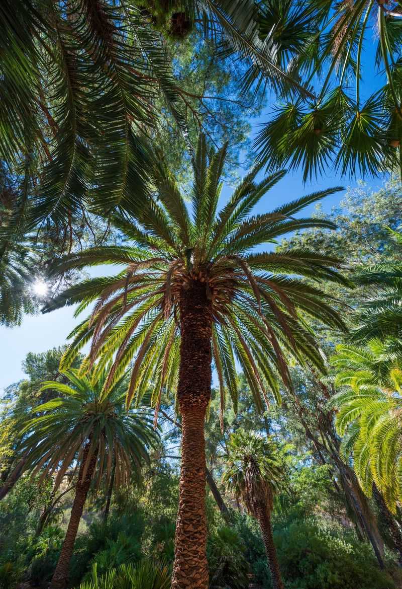 Why This Desert Wonder Earns Its Spot Why This Desert Wonder Earns Its Spot