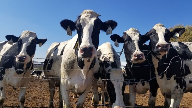 How Kids And Families Connect With The Animals