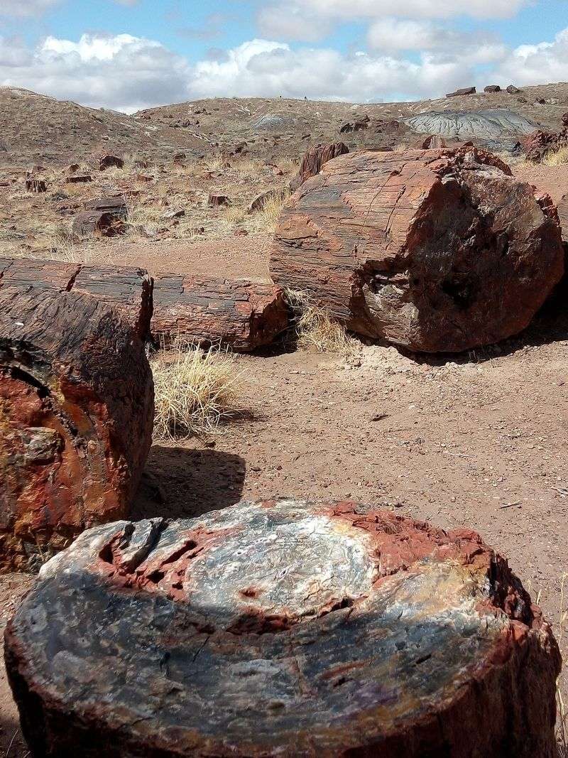 Why This Fossil Road Trip Is Worth Every Mile