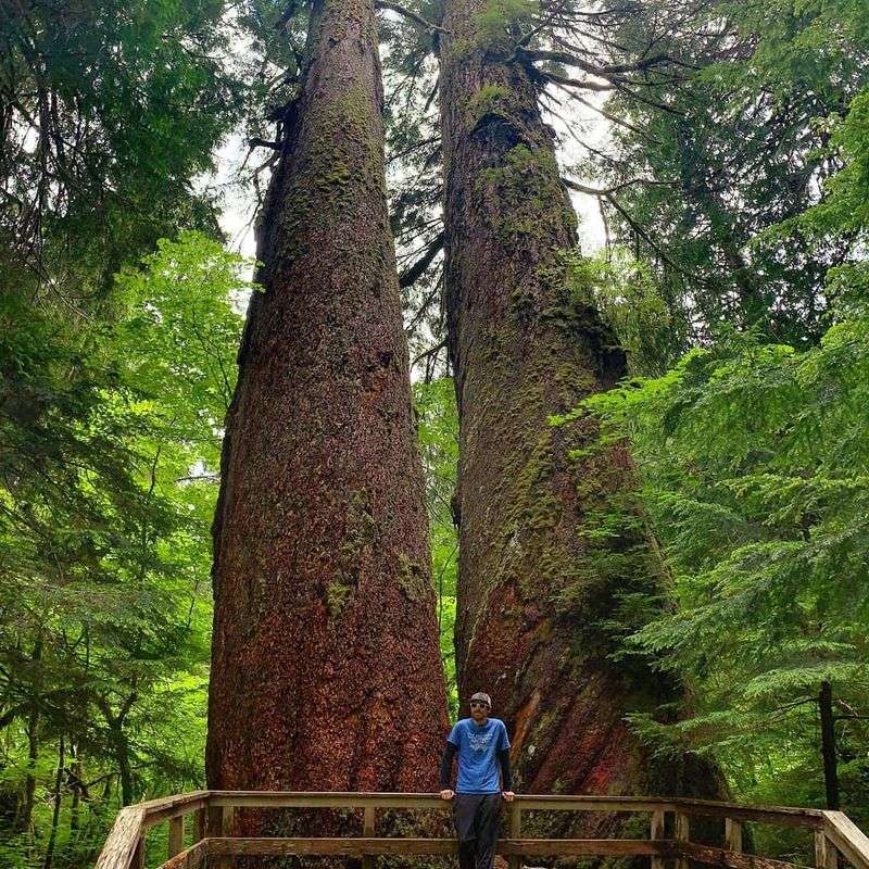 Why This Grove Stays With You