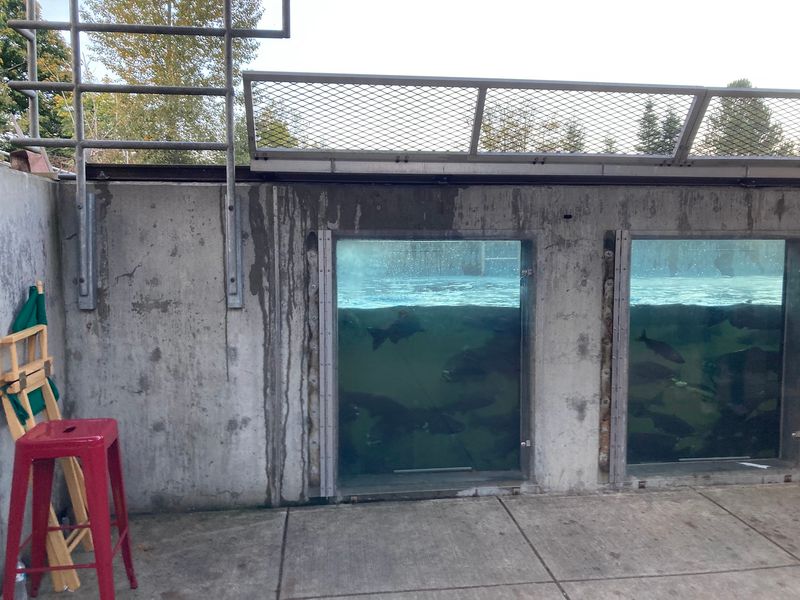 Why This Little Hatchery Is Worth the Trip