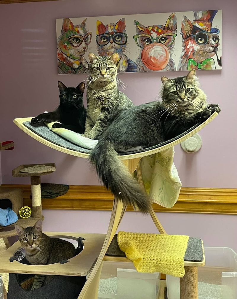 Why This Little Rescue Wins Hearts