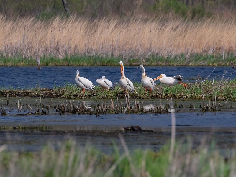 Why This Marsh Is Worth The Drive