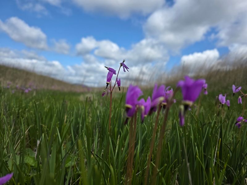 Why This Odd Little Prairie Earns A Visit Why This Odd Little Prairie Earns A Visit