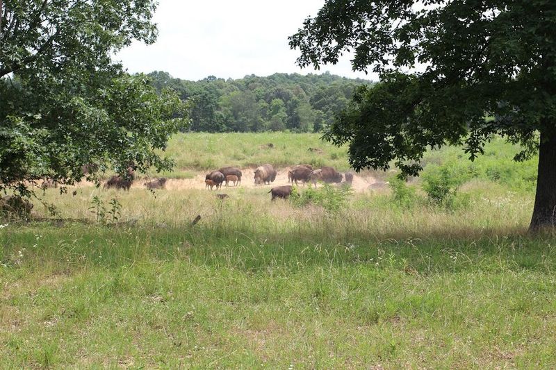 Why This Prairie Deserves A Spot On Every Kentucky Road Trip