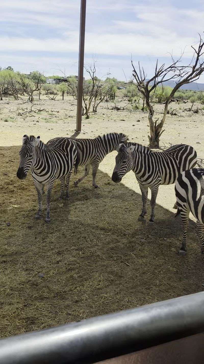 Why This Safari Deserves a Spot on Your Arizona List
