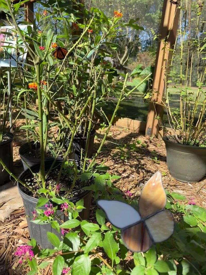 The Secret Behind Its Monarch Friendly Design