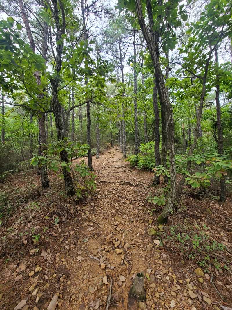 Exploring The Natural Beauty Of Mountain Home