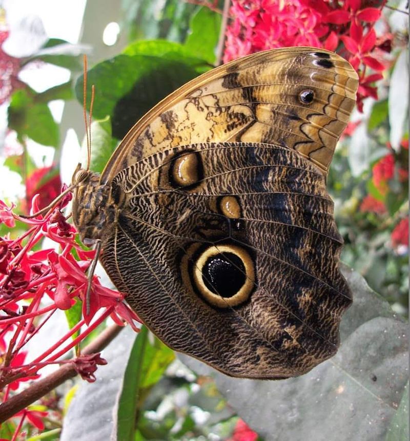 Why This Winged Wonder Is Worth Your Weekend