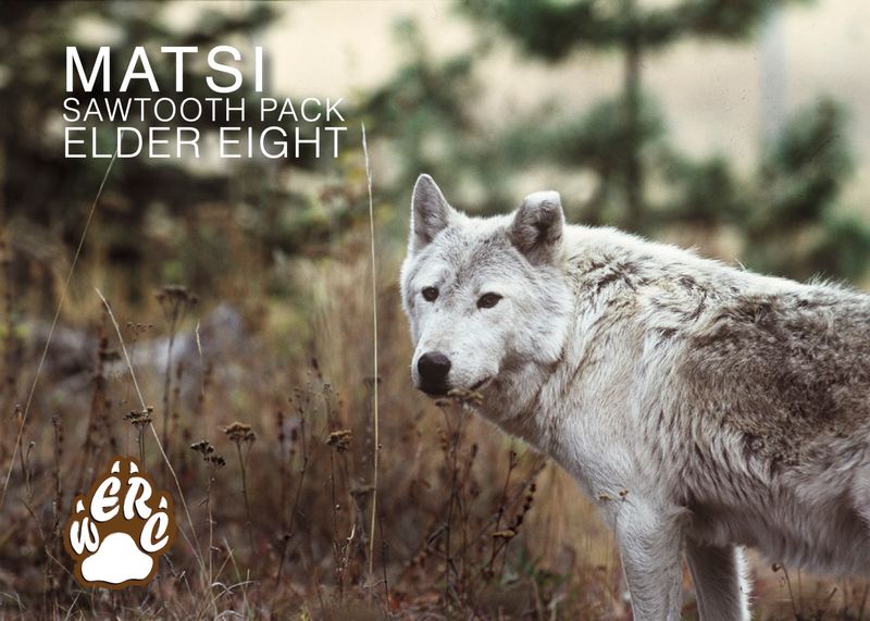 Why This Wolf Encounter Is Worth The Drive