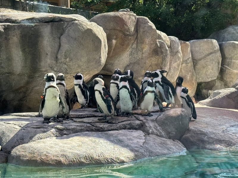 Why This Zoo Keeps Drawing People Back