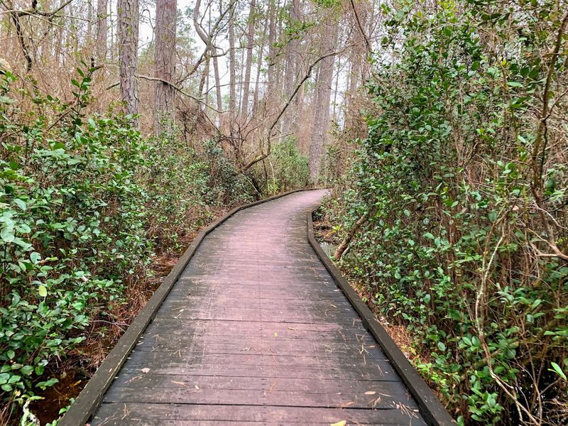 Why Woods Bay Deserves A Spot On Your South Carolina Bucket List