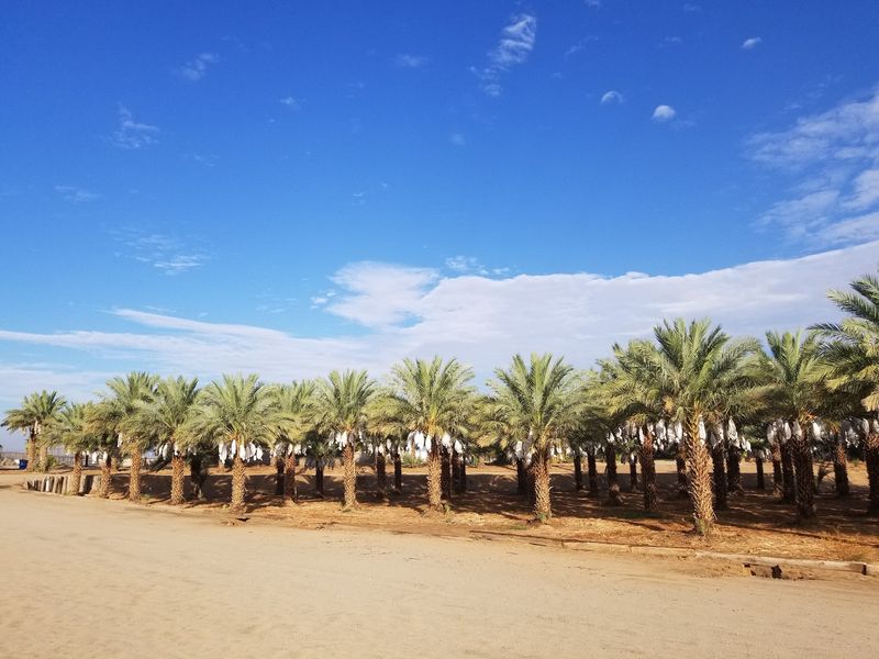 Why Yuma Heat Makes Medjools So Good