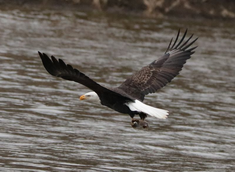 Why open water below the dam can attract winter eagles