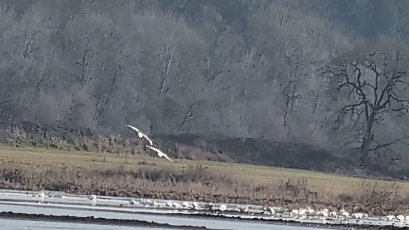 Why the Cranes Are Worth the Drive