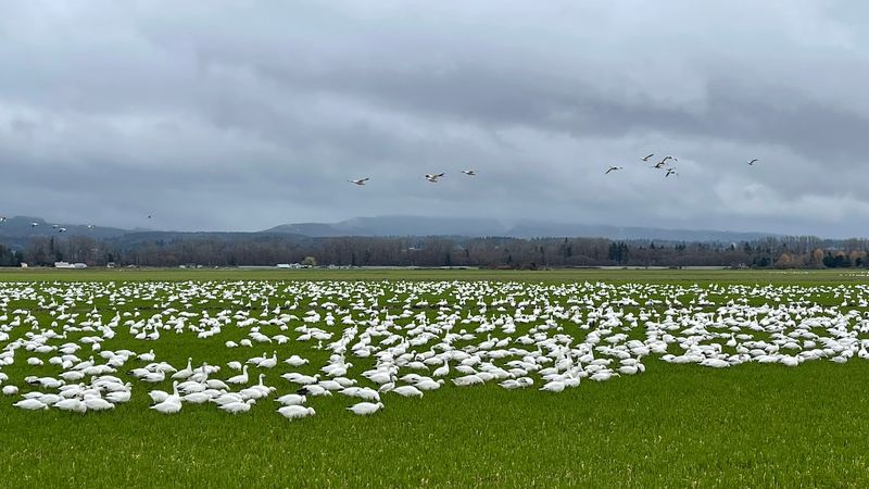 Why the Snow Geese Come Every Fall