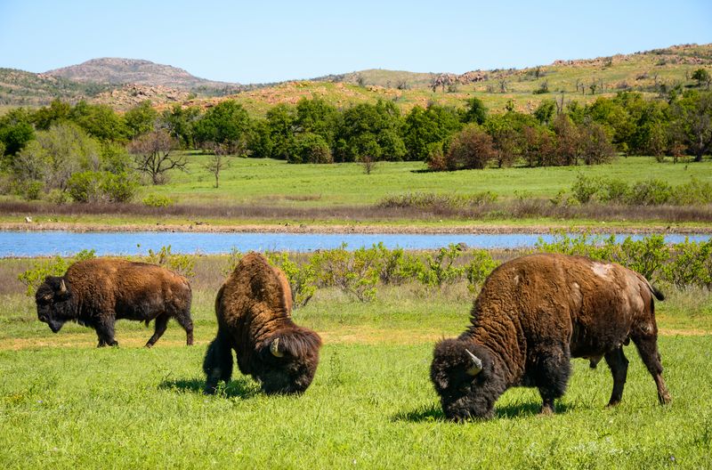 Wichita Mountains Wildlife Refuge And Visitor Center