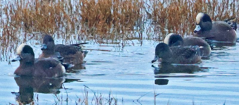 Wigeons, Shovelers, And A Cast Of Waterfowl