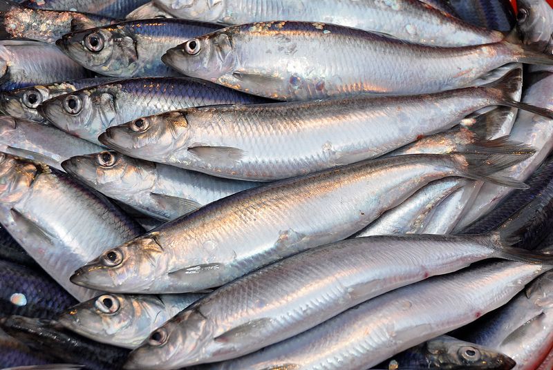 Herring