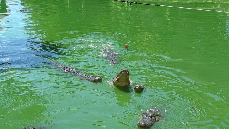 Wild Alligator Feeding Is A Real Activity You Can Participate In