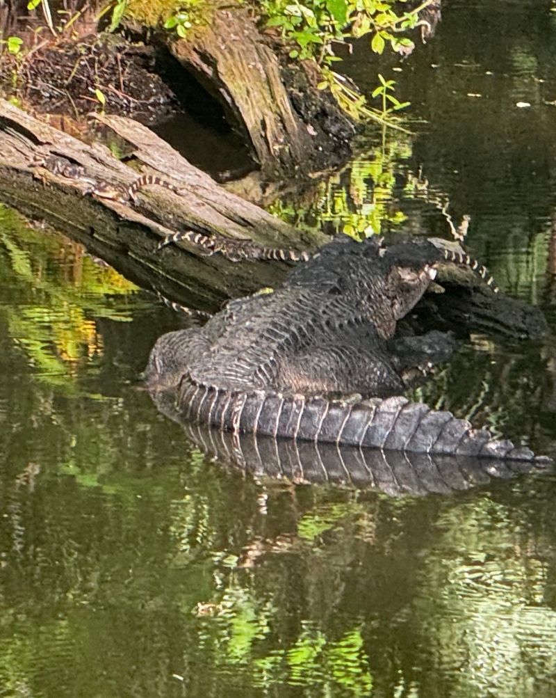 Wild Alligators Are A Regular Sight On Every Tour