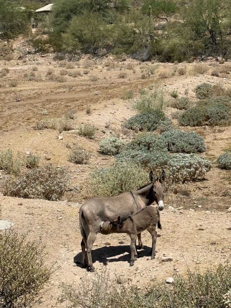 Wild Burros And Other Charming Neighbors