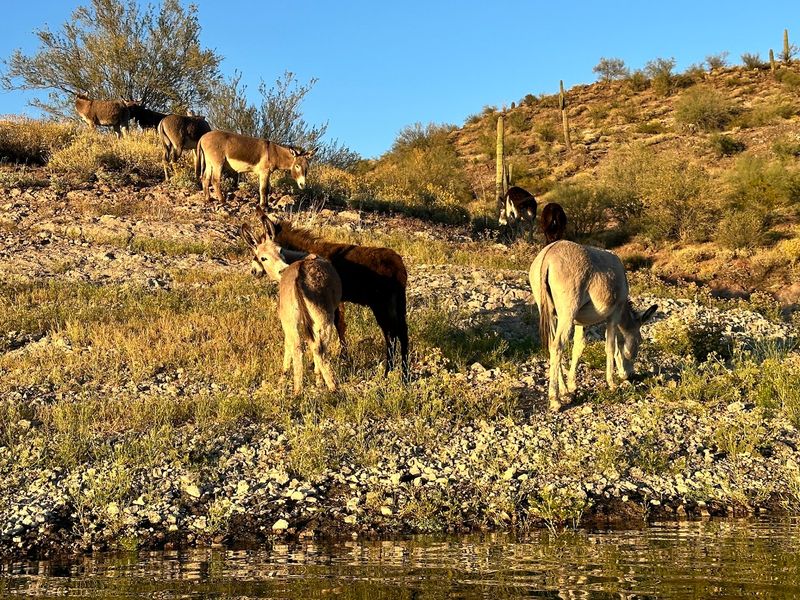 Wild Burros, Herons, and Hidden Coves