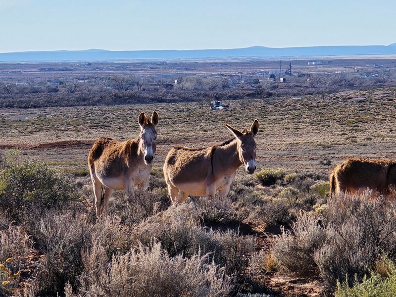 Wild Burros, Pronghorn, And Other Locals